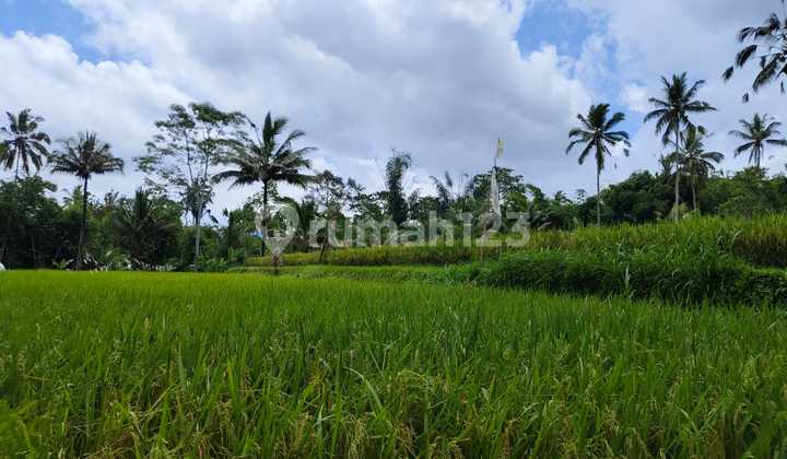 For Sale Land Location Pinggor Road View Rice Fields