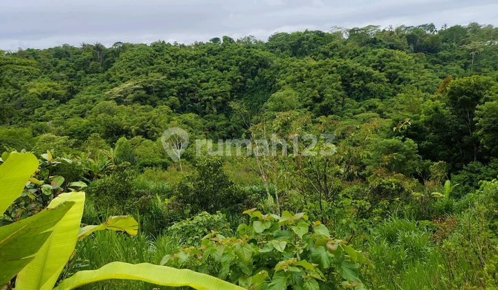 Beautiful Cheap Land In Bali. Located In Tegellalang North Ubud Beautiful Cheap Land In Bali. Located In Tegellalang North Ubud