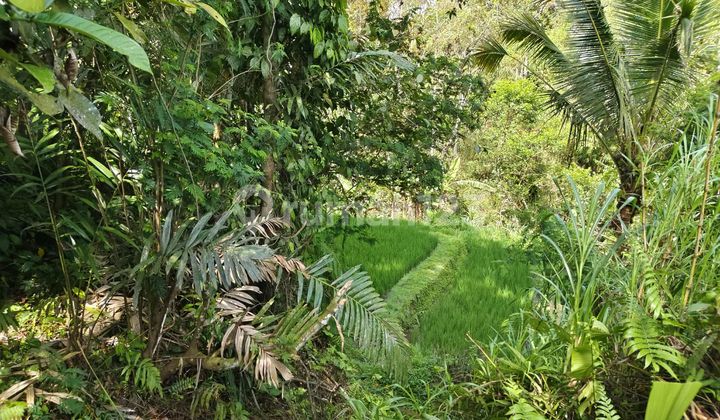 Good Land with Rice Field View for Rent