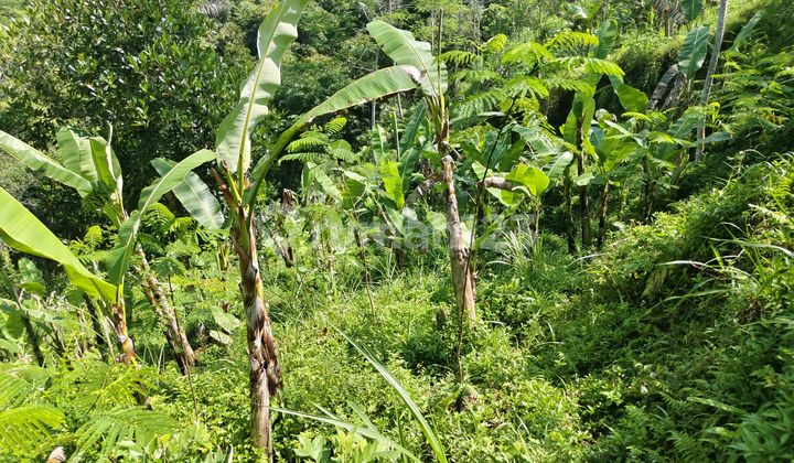 Butuh Uang Cepat Di Jual Tanah 19 Are Los Sungai