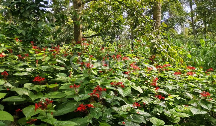 10 Plots of Land by the Road for Sale in Tegallalang, North Ubud.