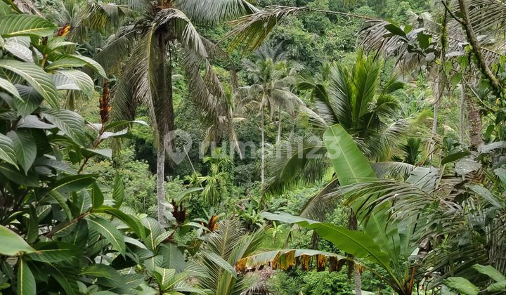 Tanah Dengan Pemandangan Cantik Lembah Los Sungai