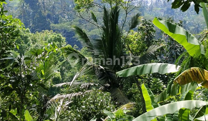 Di Jual Tanah Dengan Pemandangan Super Cantik. Lembah. Dan Hutan Di Jual Tanah Dengan Pemandangan Super Cantik. Lembah. Dan Hutan
