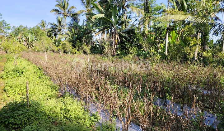 Butuh Uang Cepat. Di Jual Tanah Pinggir Jalan Butuh Uang Cepat. Di Jual Tanah Pinggir Jalan