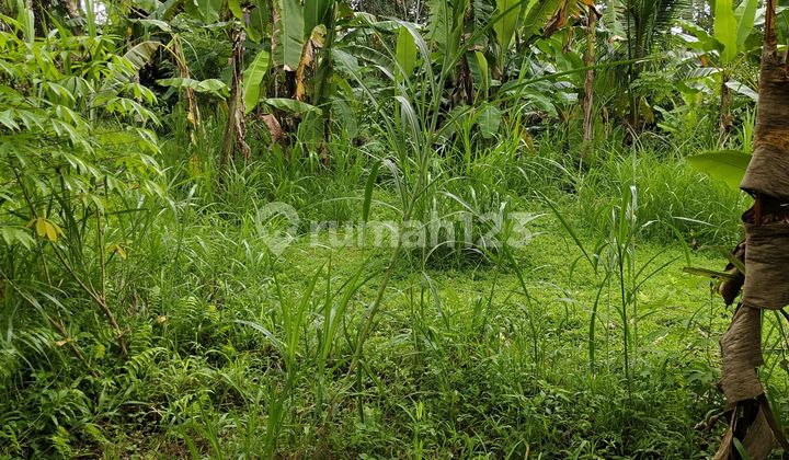 Tanah Murah Butuh Uang Cepat Harus Laku Bulan Ini