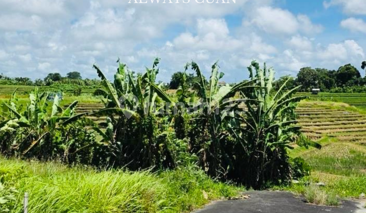 Land View Sawah Abadi Location Tumbak Bayuh Mengwi