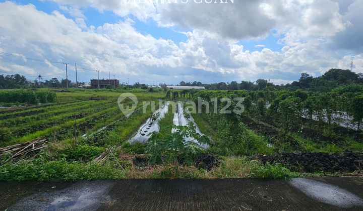 Sebidang Tanah Komersil Lokasi Dekat Pantai Kedungu Sebidang Tanah Komersil Lokasi Dekat Pantai Kedungu