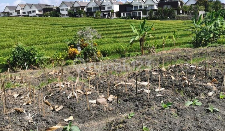 Tanah Murah Dekat Pantai Dijual Lokasi Cemagi Tanah Murah Dekat Pantai Dijual Lokasi Cemagi