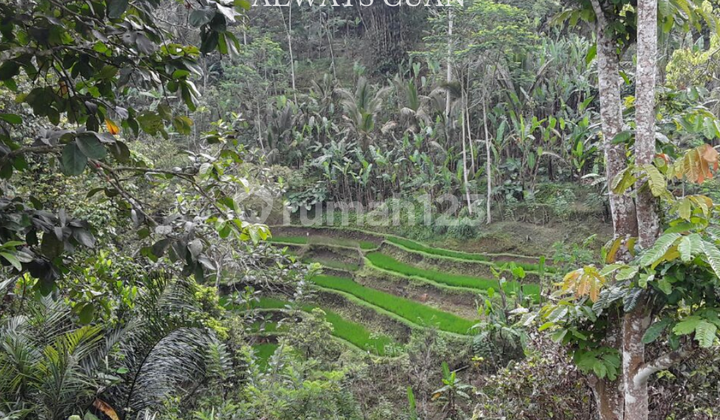 Tanah dengan View Sawah Area Ubud Payangan Dijual Murah