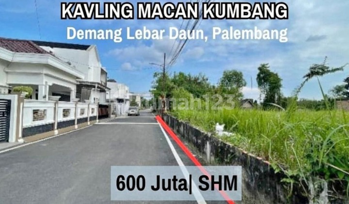 Tanah Palembang Macan Kumbang Tanah Palembang Macan Kumbang