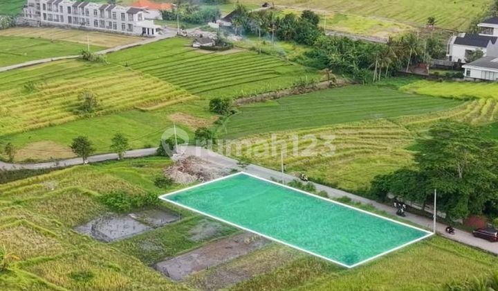 Rice Field View Land in Galiran Nyanyi Beraban Near Kedunggu Cemagi Seseh Land Nearby