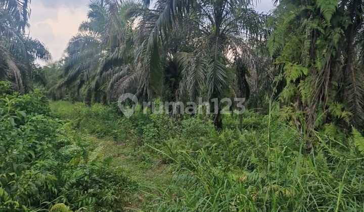 Land for Sale 1.5 Ha - Below Market Price, SHM Land for Sale 1.5 Ha - Below Market Price, SHM