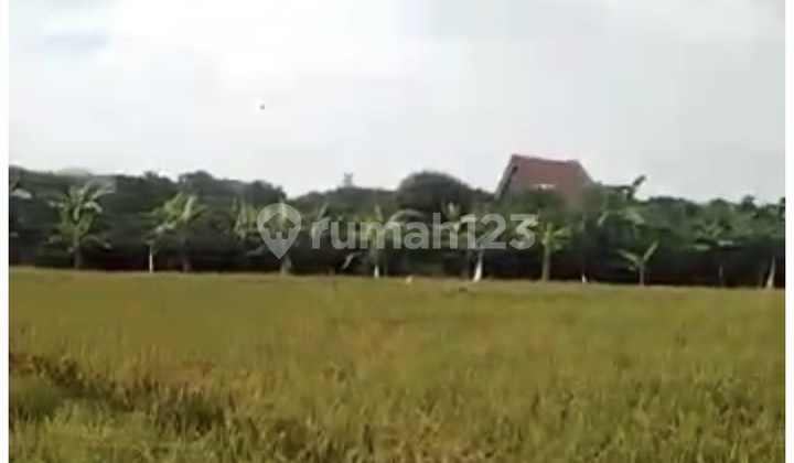 Strategic and Commercial Land in Gresik Lamongan, East Java Strategic and Commercial Land in Gresik Lamongan, East Java