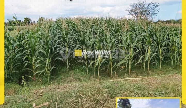 For Sale: Expansive Rice Field Ready for Business, Jogonalan Klaten, Gondang Winangoen Sugar Mill Museum For Sale: Expansive Rice Field Ready for Business, Jogonalan Klaten, Gondang Winangoen Sugar Mill Museum