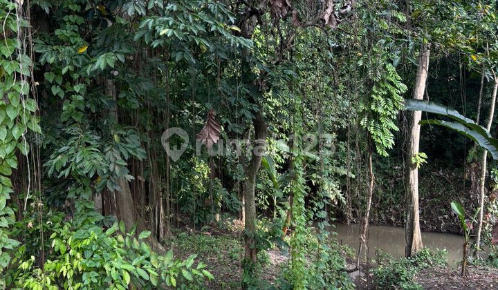 Jungle land in Tumbak Bayuh