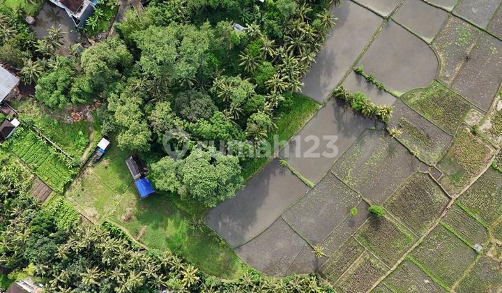 30 Are Land for Sale in Mas Ubud