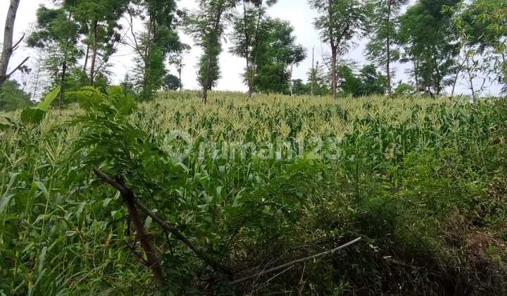LAND 3000m2 in SOREANG, BANDUNG Regency LAND 3000m2 in SOREANG, BANDUNG Regency