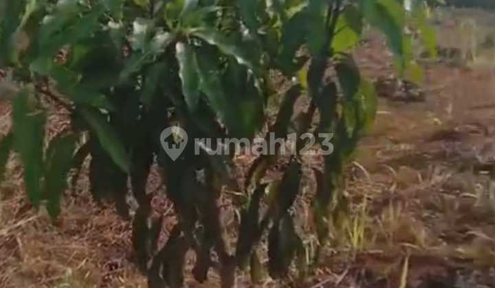 READY-TO-BUILD LAND PLOTS, 3 PLOTS @ 600 METERS. READY-TO-BUILD LAND PLOTS, 3 PLOTS @ 600 METERS.