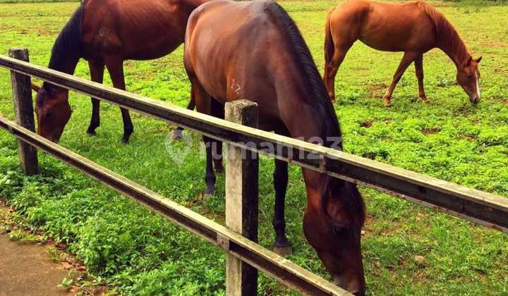 Tanah 50.000 M² Pamulang, SHM, Lokasi Dekat Tol: Cocok Cluster Premium