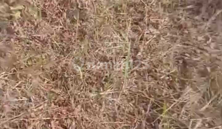 READY-TO-BUILD LAND PLOTS, 3 PLOTS @ 600 METERS. READY-TO-BUILD LAND PLOTS, 3 PLOTS @ 600 METERS.