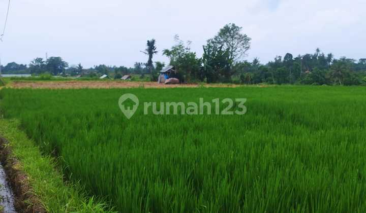 TANAH SAWAH 44 ARE DI KLUNGKUNG - HARGA WARAS, PROSPEK JELAS! TANAH SAWAH 44 ARE DI KLUNGKUNG - HARGA WARAS, PROSPEK JELAS!