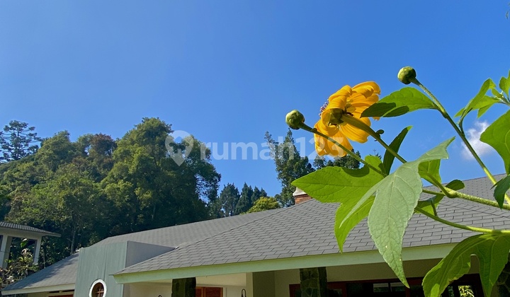 FOR RENT VILLA AT THE PANGRANGO HUIS 4 BEDROOMS FULL BATHROOM INSIDE THE ROOM, SPACIOUS YARD WITH DUTCH HOUSE AMBIANCE