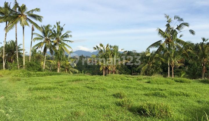 DIJUAL TANAH UBUD 4 HA (SHM & ADA IZIN PRINSIP RESORT/HOTEL BINTANG 5) JL CINTA TEGALLALANG UBUD (DIRECT OWNER) DIJUAL TANAH UBUD 4 HA (SHM & ADA IZIN PRINSIP RESORT/HOTEL BINTANG 5) JL CINTA TEGALLALANG UBUD (DIRECT OWNER)