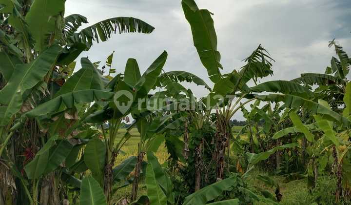 Land for Sale Location Buwit