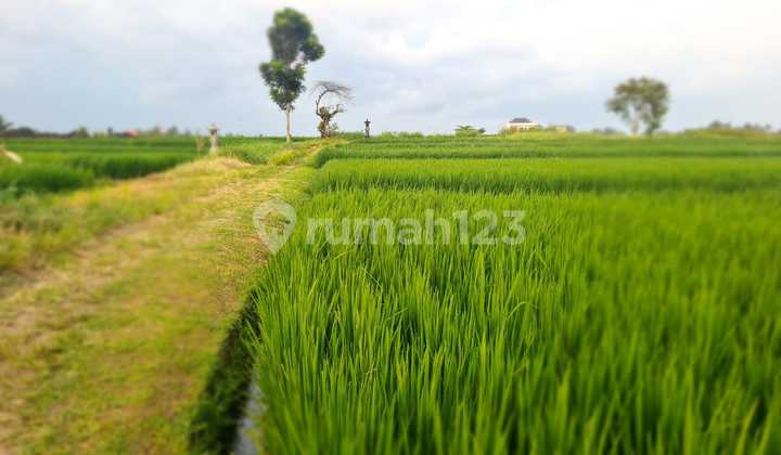 Land for Sale in Kelating Location