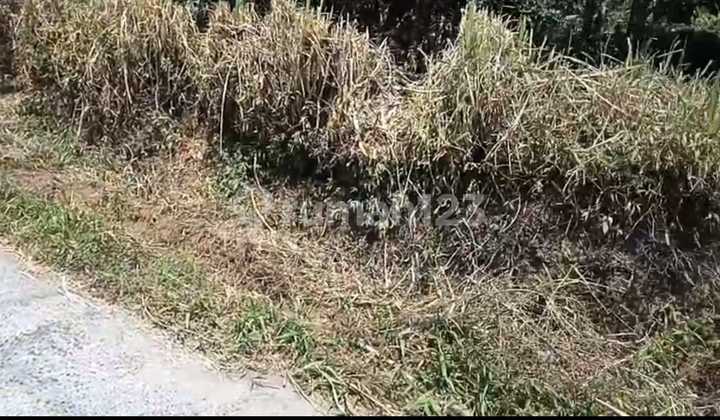 Land for Sale in Wanagiri Location Land for Sale in Wanagiri Location