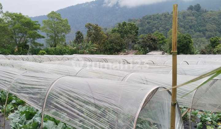 Land for Sale Location Bedugul