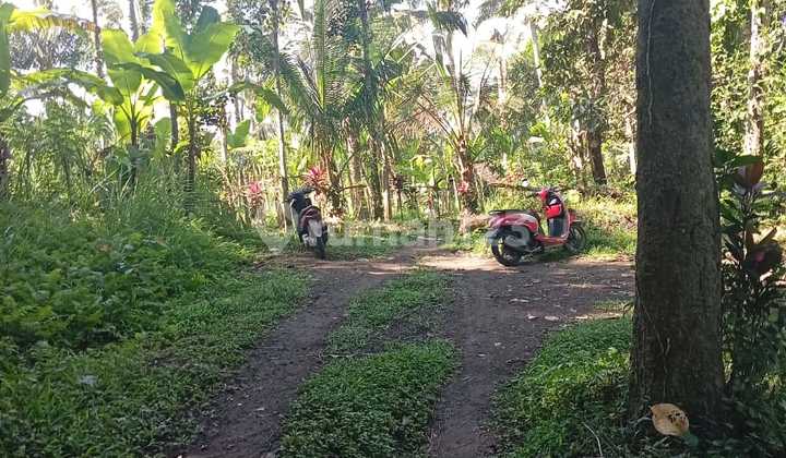 Tanah Jual Lokasi Payangan