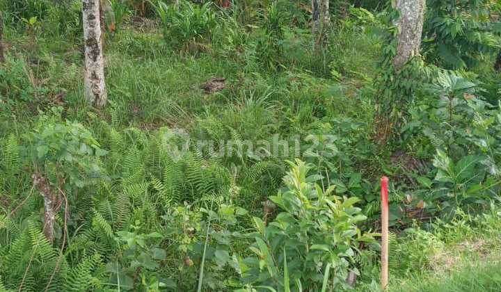 Tanah Jual Lokasi Pejeng