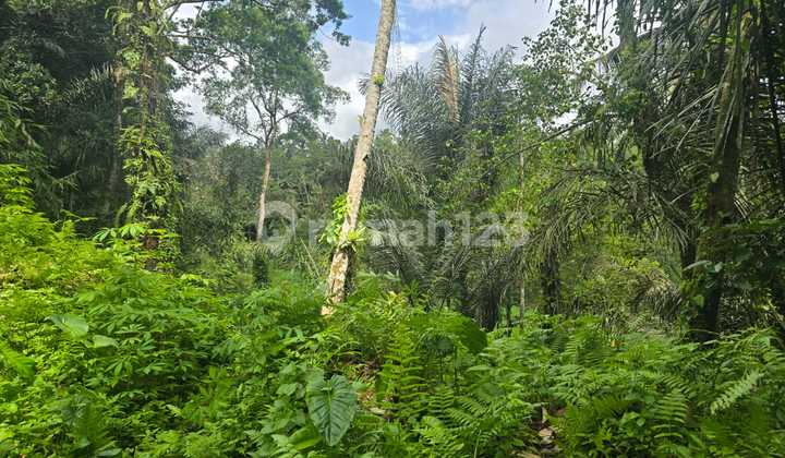 Land for Sale Location Tegallalang