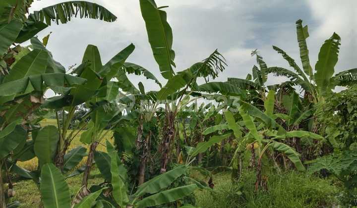 Land for Sale Location Buwit