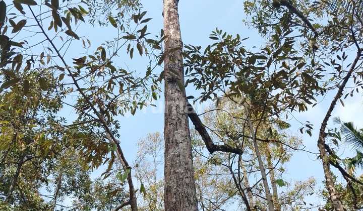 Land for Sale in Sawan Location