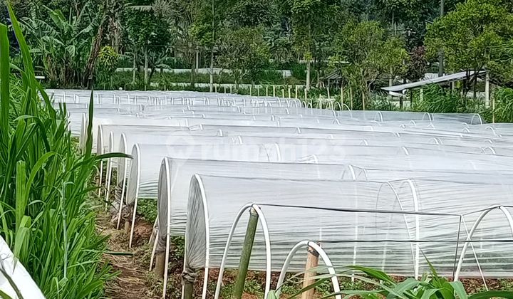 Land For Sale Location Bedugul