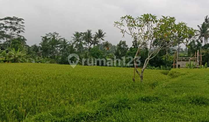 Land for Sale Location Pejeng Land for Sale Location Pejeng