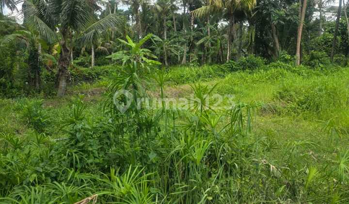 Land for Sale Location Bedulu