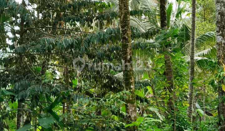 Tanah Jual Lokasi Dawan