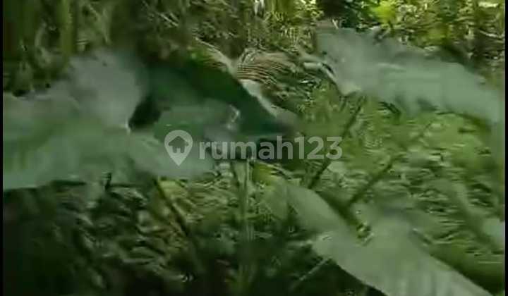 Land for Sale Location Kelusa