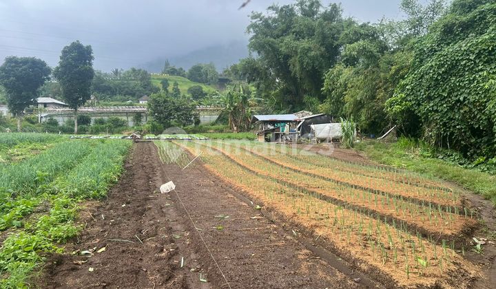 Land for Sale Lokaai Bedugul Land for Sale Lokaai Bedugul