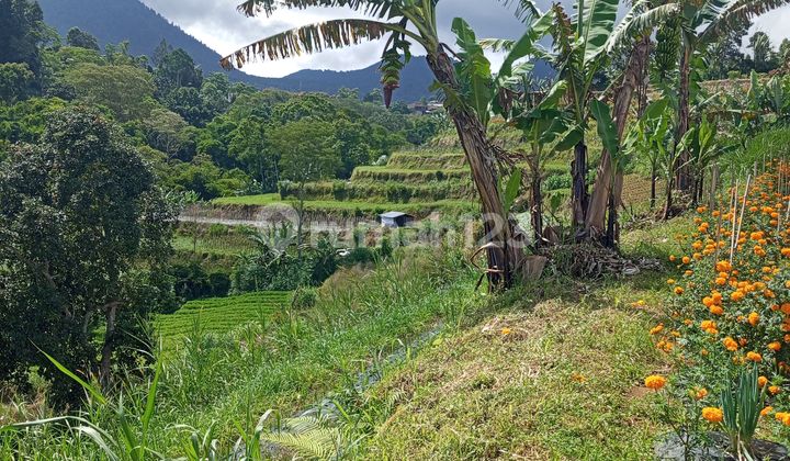 Land for Sale Location Bedugul Land for Sale Location Bedugul