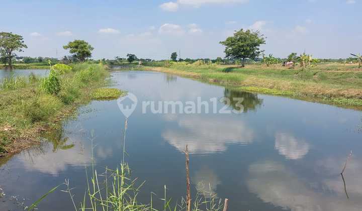 For Sale Gresik Pond ready for sale