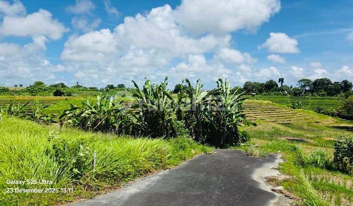 Tanah View Sawah Abadi Tumbak Bayuh Mengwi Badung Tanah View Sawah Abadi Tumbak Bayuh Mengwi Badung