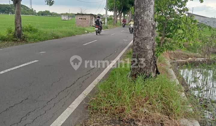 Tanah Sawah Luas 1152M2 Nol Jalan Raya Pilang Amd Kanigoro Madiun