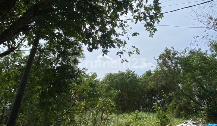 Dijual Kavling Palm Spring Siap Bangun Dijual Kavling Palm Spring Siap Bangun