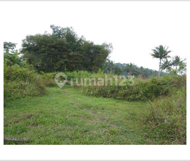 Tanah Luas dan Murah di Kawasan Gondowangi dekat dengat Jalan Raya Magelang-Yogyakarta Tanah Luas dan Murah di Kawasan Gondowangi dekat dengat Jalan Raya Magelang-Yogyakarta