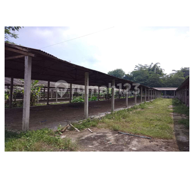 Wide and Cheap Chicken Coop near Magelang-Yogyakarta Highway Wide and Cheap Chicken Coop near Magelang-Yogyakarta Highway