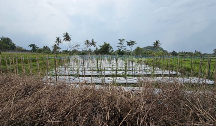 Tanah Sawah Luas dan Murah di Kawasan Gondowangi, Sawangan dekat dengan Jalan Raya Magelang-Yogya Tanah Sawah Luas dan Murah di Kawasan Gondowangi, Sawangan dekat dengan Jalan Raya Magelang-Yogya